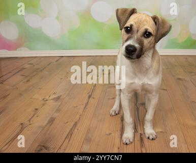 Niedlicher brauner und weißer Jack-russell-Welpe, der mit einem Kopf-Neigeporträt steht Stockfoto