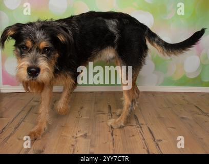 Bezauberndes blaues Wanderporträt des merle-Hundes Stockfoto