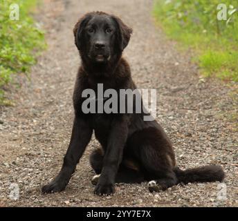 Niedliche große schwarze pyrenäen-Mischung Hündchen sitzt draußen Porträt Stockfoto