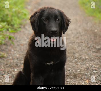 Entzückende große schwarze große pyrenäen mischen Welpen Hund Nahaufnahme Gesicht außen Porträt Stockfoto
