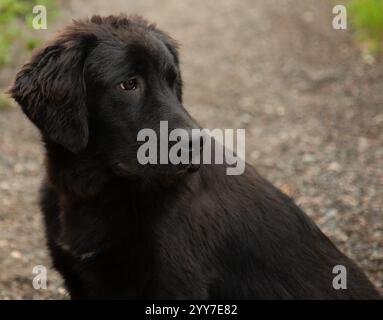 Entzückend große schwarze große pyrenäen Mix Welpen Hund Nahaufnahme Seitenprofil Gesicht im Freien Porträt Stockfoto