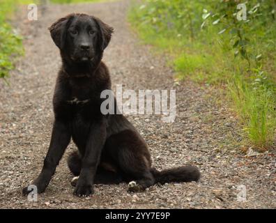 Entzückende große schwarze pyrenäen mischen Welpen Hund sitzt draußen Porträt Stockfoto
