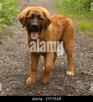 Entzückende große flauschige braune und weiße pyrenäen mischen Welpen Hund stehend im Freien Porträt Stockfoto