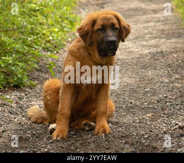 Entzückende große flauschige braune und weiße pyrenäen mischen Welpen Hund sitzt draußen Porträt Stockfoto