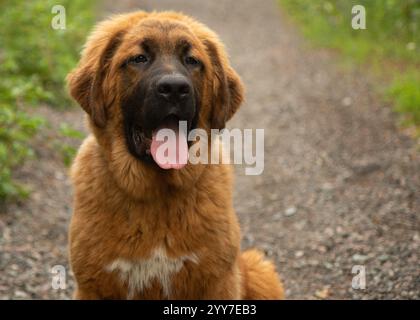 Entzückende große flauschige braune und weiße pyrenäen mischen Welpen Hund Nahaufnahme Kopf Outdoor Porträt Stockfoto