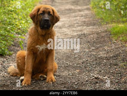 Entzückende große flauschige braune und weiße pyrenäen mischen Welpen Hund im Freien Porträt Stockfoto