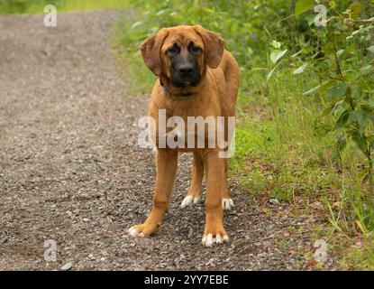 Bezaubernde braune und weiße pyrenäen mischen Hündchen, die draußen stehen Porträt Stockfoto