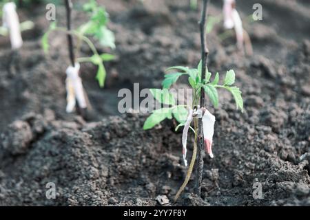 Jungpflanzen von Tomatensämlingen, die vor kurzem in den Boden gepflanzt wurden. Die Pflanze wird von einem kleinen Stock gestützt und gebunden. Frühstadium des Pflanzenanbaus Stockfoto