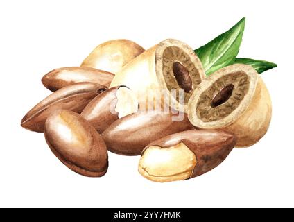 Baru-Nüsse. Aquarell handgemalte Illustration, isoliert auf weißem Hintergrund Stockfoto