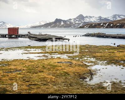 Ein Paar endemischer Pintail Enten auf dem Feuchtgebiet am alten Harpoon Jetty, Grytviken, King Edward Cove, Südgeorgien Stockfoto