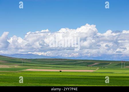 Pulsierende georgianische Landschaft mit grünen Feldern, schneebedeckten Bergen, flauschigen Wolken, blauem Himmel, weiten Ebenen, Landwirtschaft, sanfte Hügel, Strommasten, tr Stockfoto
