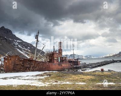 Das Wrack des Walfängers Albatros wurde von den Überresten des Harpoon Jetty in Grytviken, Südgeorgien, begraben. Mount Duse ist ganz links. Stockfoto