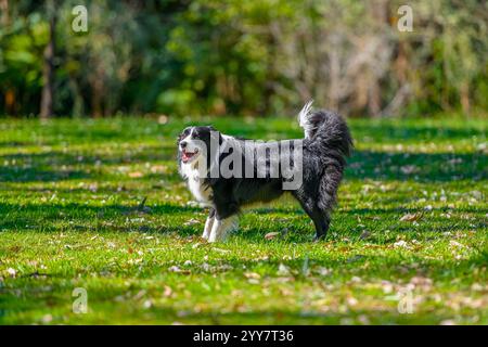 Border Collie Hund steht im Park. Reinrassiger männlicher Hund posiert auf grünem Gras, Bäume im Hintergrund Stockfoto