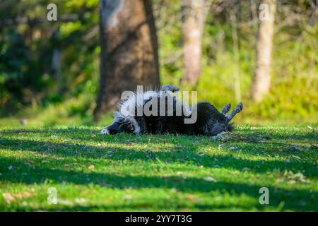 Porträt eines Border Collie im Hundepark auf dem Rücken Stockfoto