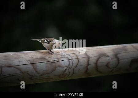 Weibliche Kaffinchen, Fringilla Coelebs, auf einer Holzschiene Stockfoto