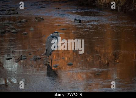Großer blauer Reiher, der in einem Bach steht, mit Sonnenaufgangslicht am Morgen Stockfoto