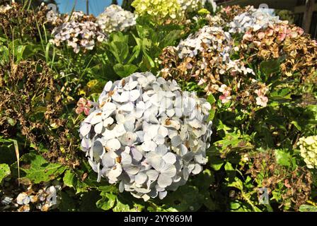 Blauer Hortensie (Hydrangea macrophylla) Sträucher in Dieng Plateau, Kejajar, Wonosobo, Zentraljava, Indonesien. Stockfoto