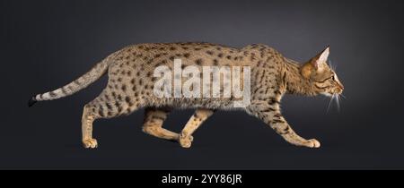 Wunderschöne junge Savannah-Katze, die seitlich zu Fuß geht und ein gepunktetes Muster zeigt. Seitlich schauen, um das Profil zu zeigen. Isoliert auf schwarzem Hintergrund. Stockfoto