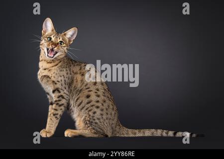 Wunderschöne junge Savannah-Katze, die seitlich sitzt. Ich sehe neugierig auf die Kamera. Der Mund ist offen wie ein Lächeln. Isoliert auf schwarzem Hintergrund. Stockfoto