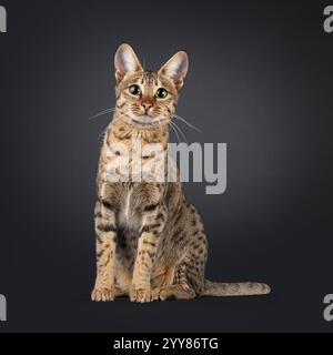 Wunderschöne junge Savannah-Katze, die vorne sitzt. Ich sehe neugierig auf die Kamera. Isoliert auf schwarzem Hintergrund. Stockfoto