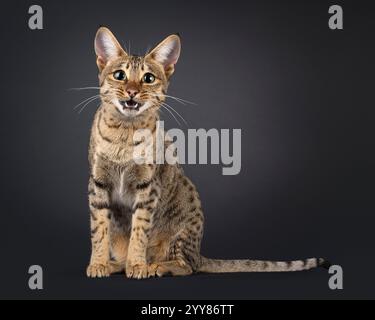 Wunderschöne junge Savannah-Katze, die vorne sitzt. Ich sehe neugierig auf die Kamera. Mund offen mit sehr überraschtem Ausdruck. Isoliert auf einem schwarzen B Stockfoto