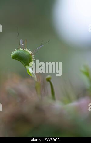 Venusfalle (Dionaea muscipula) mit einer großen Kranfliege Tipulidae orientalis, die in einem ihrer Blätter gefangen ist. Venus Fliegenfallen sind fleischfressende Pflanzen Stockfoto