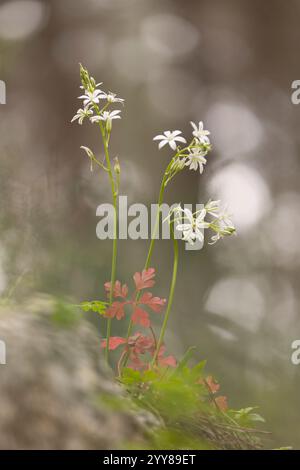 Ornithogalum narbonense, die gebräuchlichen Namen Narbonne-Stern-von-Bethlehem, pyramidenförmiger Stern-von-Bethlehem und südlicher Stern-von-Bethlehem, ist eine krautige Perennie Stockfoto