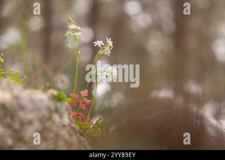 Ornithogalum narbonense, die gebräuchlichen Namen Narbonne-Stern-von-Bethlehem, pyramidenförmiger Stern-von-Bethlehem und südlicher Stern-von-Bethlehem, ist eine krautige Perennie Stockfoto