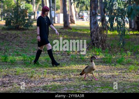 Michal, eine rothaarige junge Kaukasierin, hütet ein paar ägyptische Gänse (Alopochen aegyptiaca) in einem Park Stockfoto