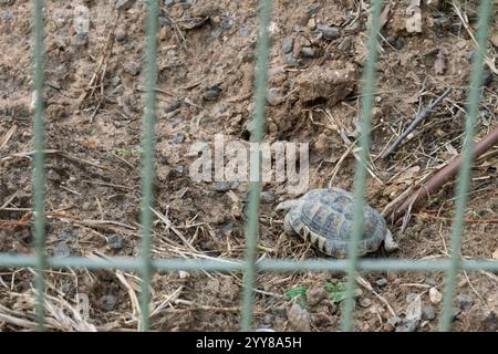 Griechische Schildkröte (Testudo graeca), auch bekannt als Sporenschildkröte oder Maurische Schildkröte Stockfoto