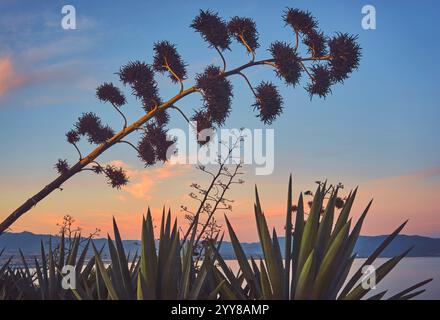 Nahaufnahme von Agave Silhouette bei Sonnenuntergang Stockfoto