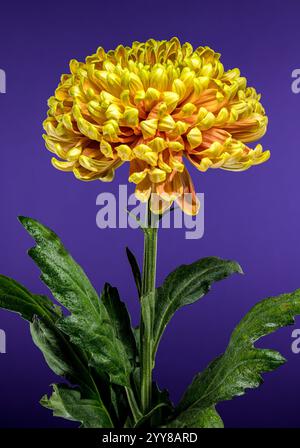 Gelb goldener Herbst Chrysantheme lila Hintergrund Stockfoto