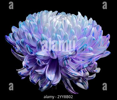 Violette und weiße Chrysantheme mit Wassertropfen auf schwarzem Hintergrund Stockfoto