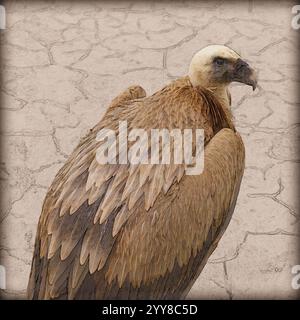 Digitales Bild von Kopf, Auge und Schnabel eines Eurasischen Gänsegeiers (Gyps fulvus) نسر أسمر Stockfoto