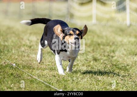 Tricolor Beagle Running Lure Course Sprint Dog Sport Stockfoto