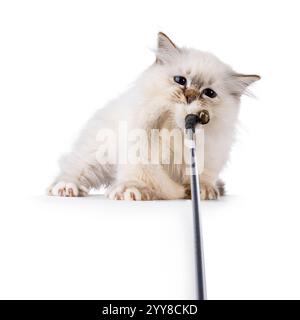 Niedliches heiliges Birman Katzenkätzchen, das mit Pelzspielzeug wie wilder Tiger spielt. Ziehen Sie fest, während Sie auf das Spielzeug schauen. Isoliert auf weißem Hintergrund. Stockfoto