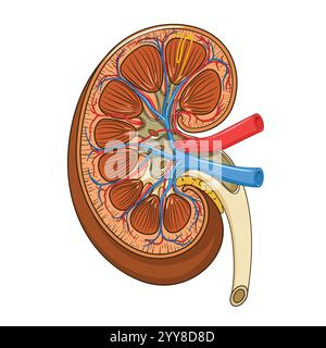 Zur Struktur des nierenmedizinischen Vektors Stock Vektor