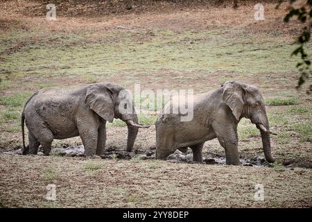 Zwei afrikanische Buschelefanten (Loxodonta africana), die ein Schlammbad nehmen, South Luangwa National Park, Mfuwe, Sambia, Afrika Stockfoto
