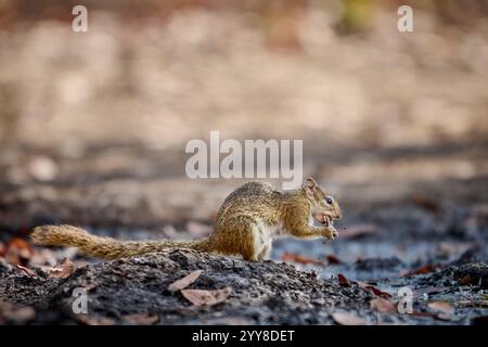 Smith's Buschhörnchen (Paraxerus cepapi), auch bekannt als das gelbfüßige Eichhörnchen oder Baumhörnchen, South Luangwa National Park, Mfuwe, Sambia, Afrika Stockfoto