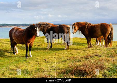 Eine kleine Gruppe von walisischen Mountain-Ponys steht an einem bewölkten Herbsttag auf Ynys Llanddwyn Island auf einer Klippe. Stockfoto