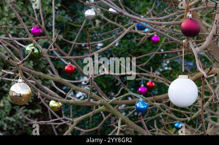 Weihnachtskugeln draußen auf Maulbeerbaum Stockfoto