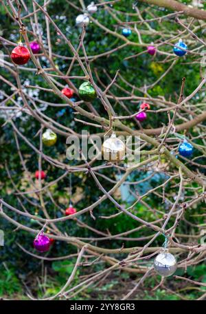 Weihnachtskugeln draußen auf Maulbeerbaum Stockfoto