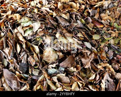 Herbstblätter, Gold, Braun und Gelb bilden einen farbenfrohen Teppich auf dem Waldboden. Naturfotografie ist perfekt für Herbstdekorationen. Stockfoto
