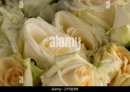 Ein wunderschöner Strauß aus einer großen Anzahl weißer und milchiger Rosen auf dem Tisch, eine Gruppe kleiner Rosen für Geschenke und andere festliche Veranstaltungen Stockfoto