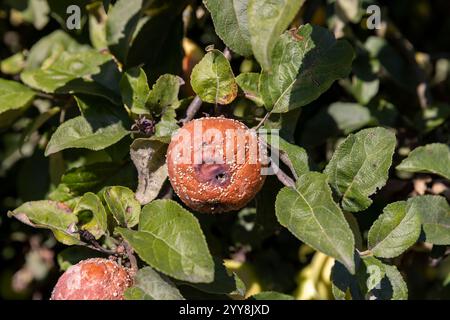 Rote reife Äpfel, die an den Ästen verrottet sind und an den Ästen eines Apfelbaums hängen, reife verdorbene Äpfel haben rote Farbe Stockfoto