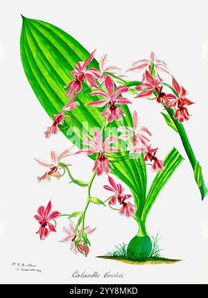 George de Alwis - Calanthe Veitchii - 1893 Stockfoto