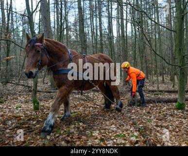 20. Dezember 2024, Brandenburg, Frankfurt (oder): Desiree warnt mit ihrem Rückenpferd Luci, einer kaltblütigen Warmblütermischung, im Stadtwald von Frankfurt (oder). Der Einsatz von Rückenpferden ist eine besonders bodenschonende Art, die Waldflächen zu bewirtschaften. Neben der Unterstützung beim Holzeinschlag werden solche Arbeitspferde auch zum Säen und Pflügen im Wald eingesetzt. Diese Maßnahmen sind Teil der PEFC-Zertifizierung (Standard für nachhaltige Waldbewirtschaftung). Zwei Arbeitspferde wurden für eine mehrtägige Testphase im Stadtwald Frankfurt (oder) eingesetzt. Foto: Patrick Pleul/dpa Stockfoto