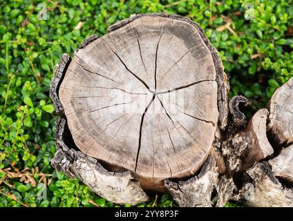 Draufsicht des Baumstumpfes von geschnittenem Baum mit Wachstumsringen Stockfoto