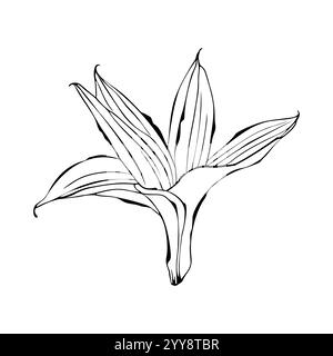 Vanille Orchideenlilienblume, Kontur stilisierte Handzeichnung, isoliert auf weißem Hintergrund. Vektorabbildung Stock Vektor