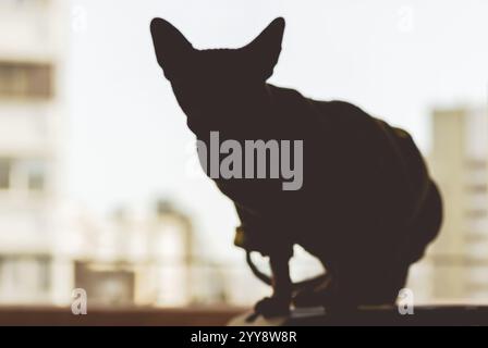 Eine haarlose Silhouette der Sphynx-Katze vor dem Fenster. Haustier zu Hause. Porträt einer Katze in einem Wohnraum. Sphinx-Kätzchen-Haustier drinnen auf einer Schwelle. Stockfoto